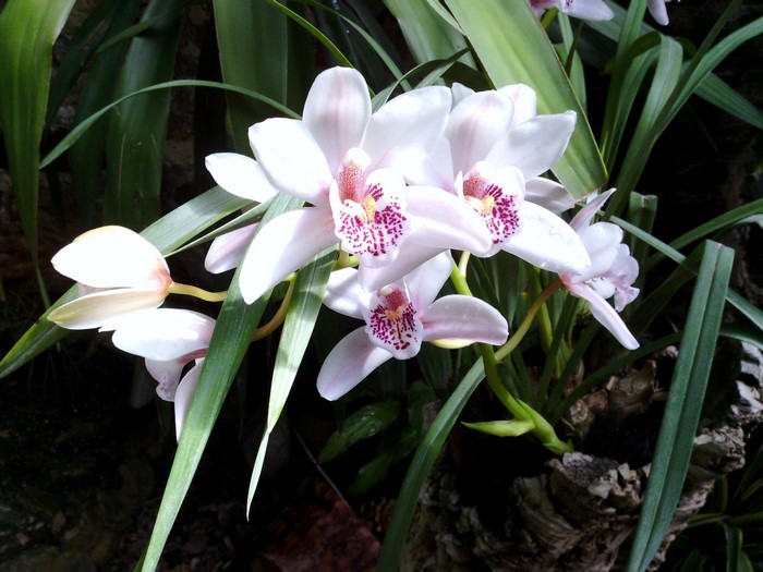 White orchids with pink spots
