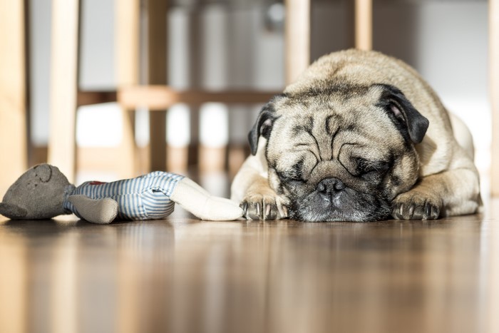 Pug dog sleeping next to a toy