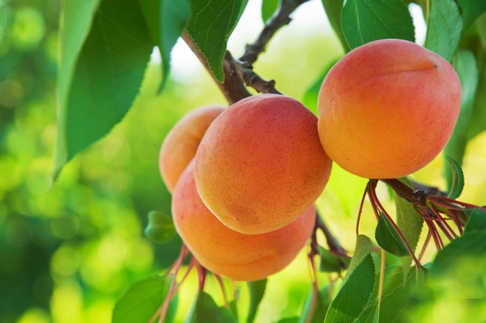 Apricots on a branch