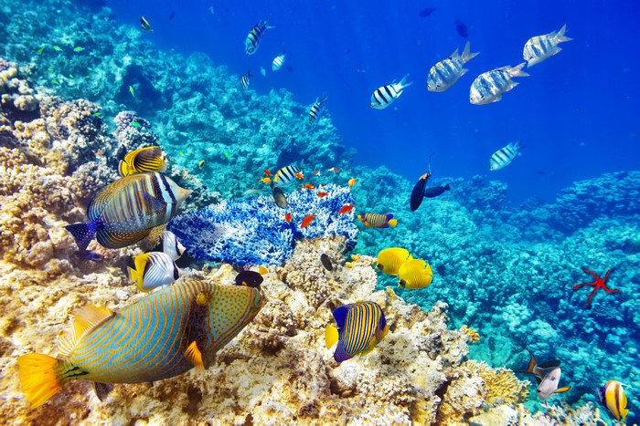Coral reef with various tropical fish