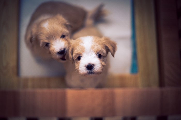Two Bichon Havanese Puppies