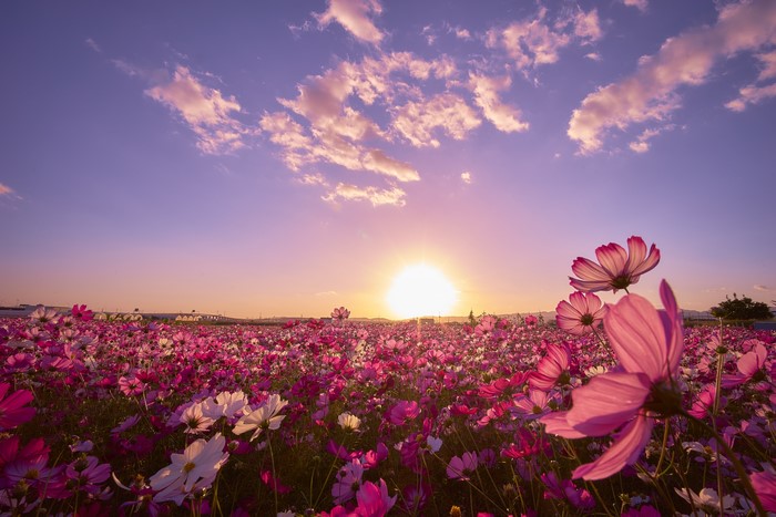 Cosmos field at sunset in Japan