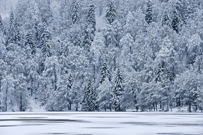 Snow-covered forest and frozen lake in winter