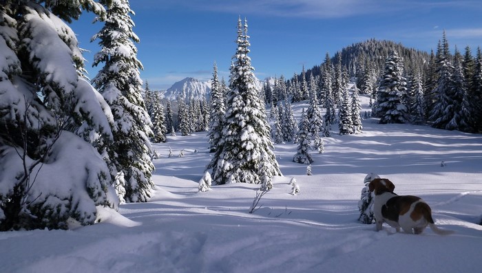 Dog in a snowy forest with mountains