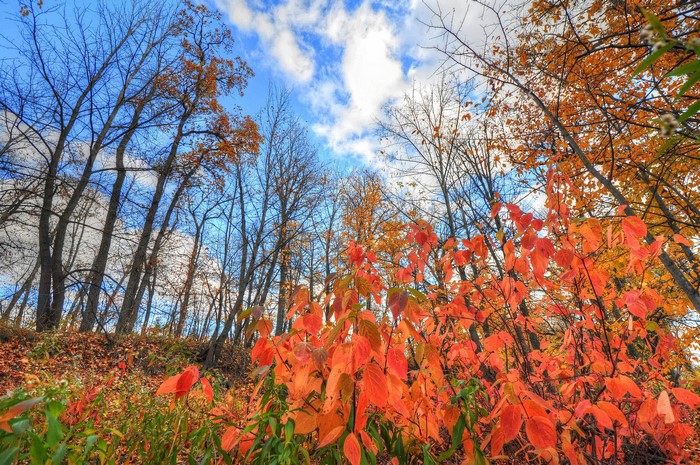 Autumn trees against a blue sky with clouds