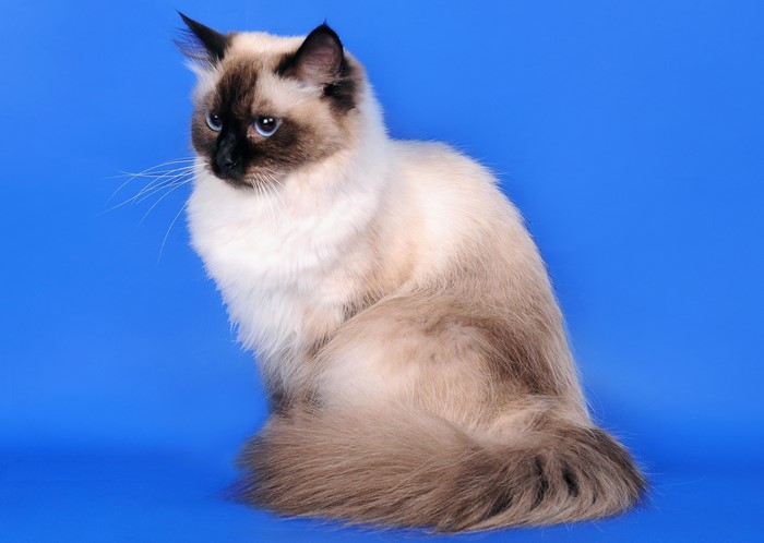 A fluffy cat with blue eyes sits on a blue background