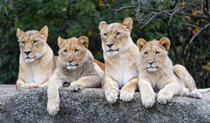 4K Stunning Image of Four Lions Resting