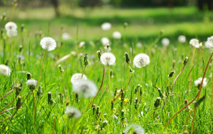 4K Dandelions in a Grassy Field