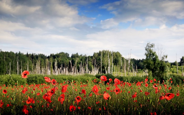 Field of red poppies with a forest background