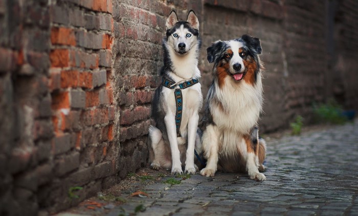 Husky and Australian Shepherd dogs sitting by a brick wall