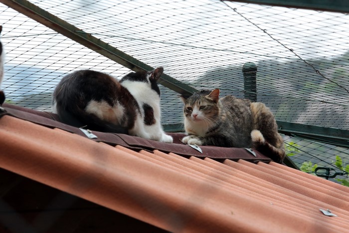 Two cats on a roof