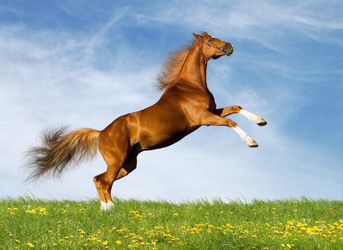 4K Image of a Rearing Chestnut Horse on Grass