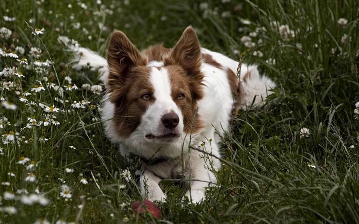 Brown and white Border Collie dog in grass