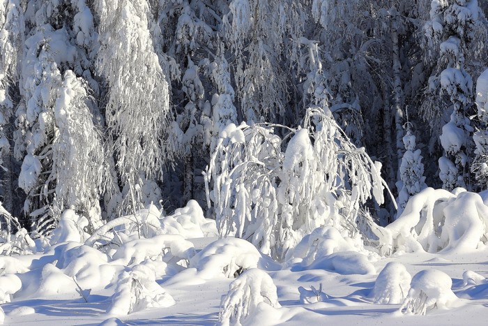 Snow-covered trees in a winter forest