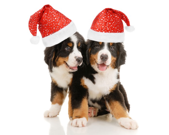 Two Bernese Mountain Dog puppies wearing Santa hats