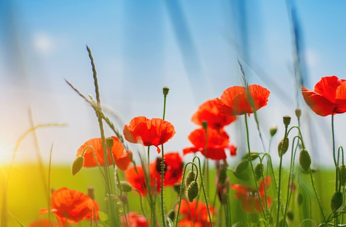 4K Poppies in Summer Field
