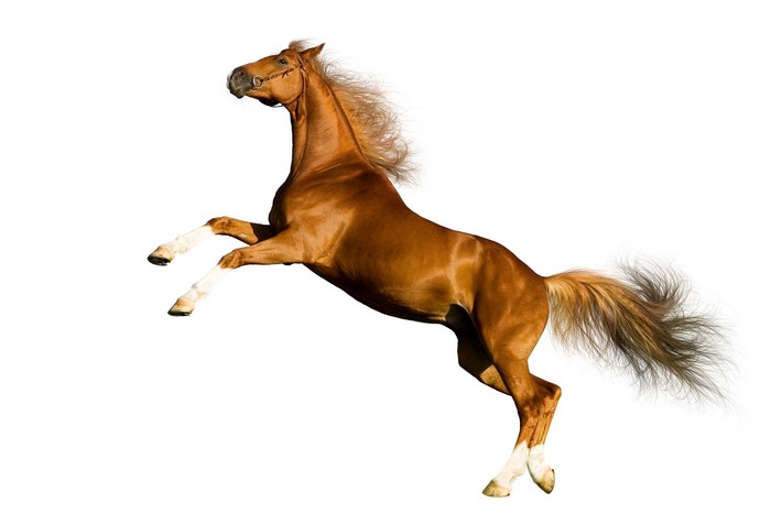Brown horse rearing up on hind legs