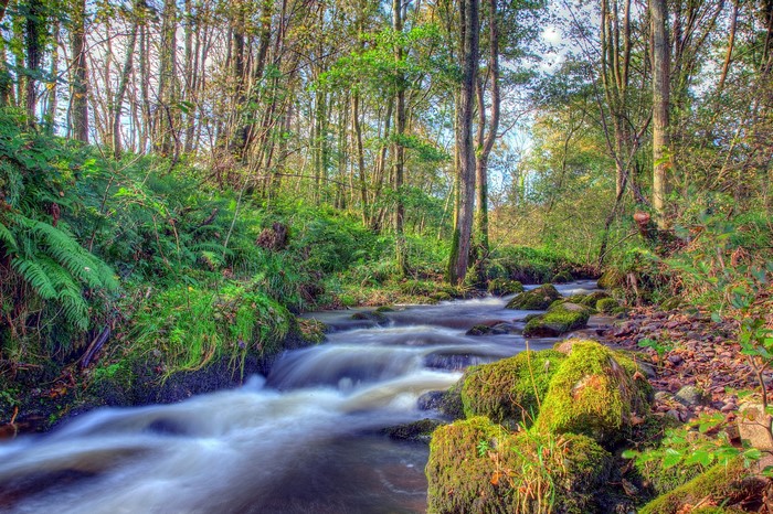 Forest stream with mossy rocks and trees