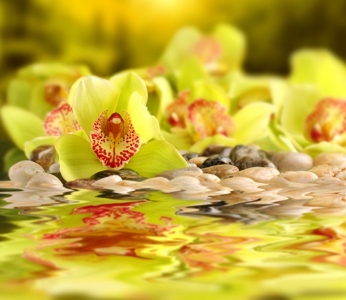 Yellow Orchids and Stones Reflection