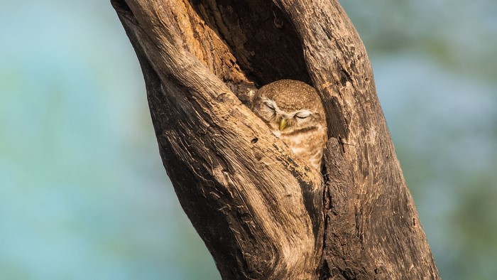 Spotted owl sleeping in a tree hollow