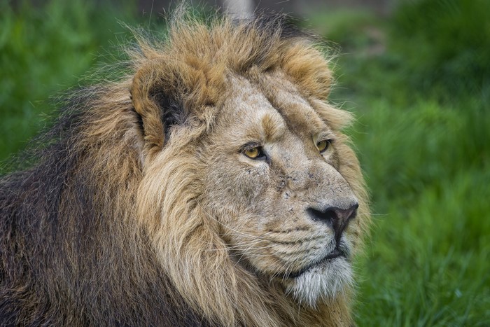 Close-up of a male lion's face