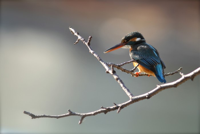 Common Kingfisher perched on a branch