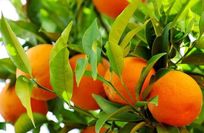 Oranges on a tree branch with green leaves