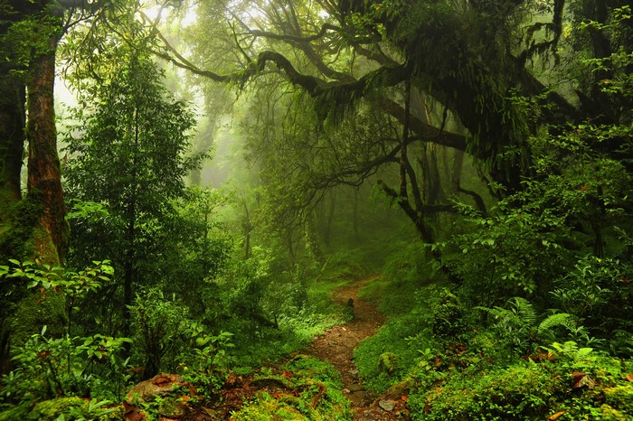 4K Jungle Trail with Lush Trees