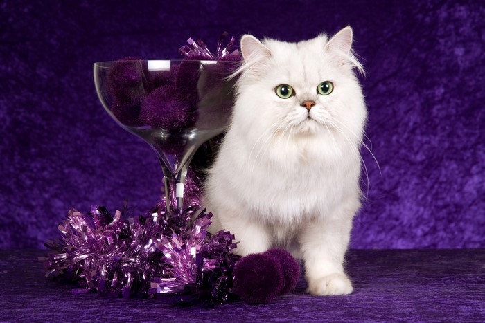 White Persian Cat with Purple Decorations
