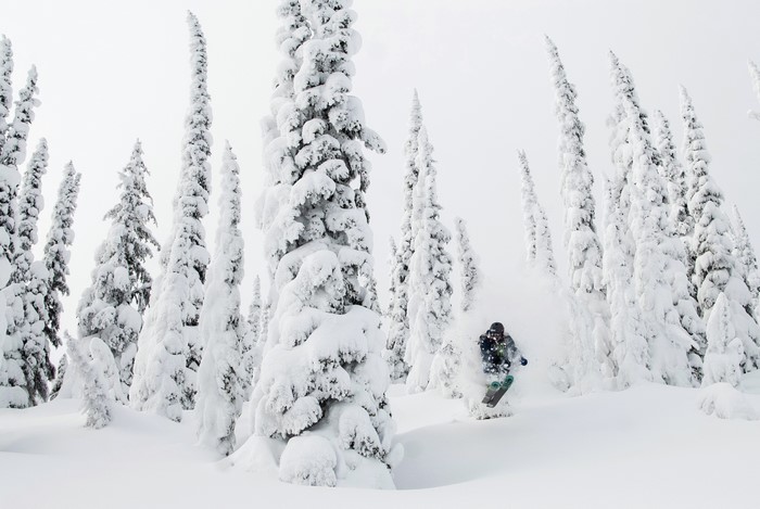 Snow-covered trees and a skier in powder
