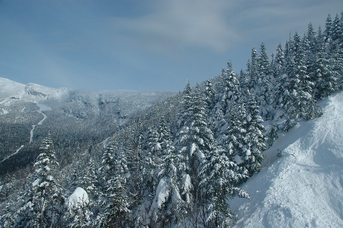 Snowy forest on Mount Mansfield, Stowe, Vermont