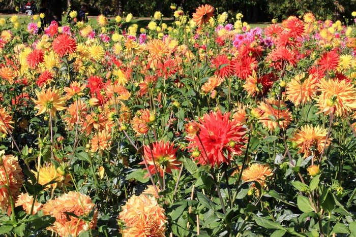 Field of colorful dahlias in bloom
