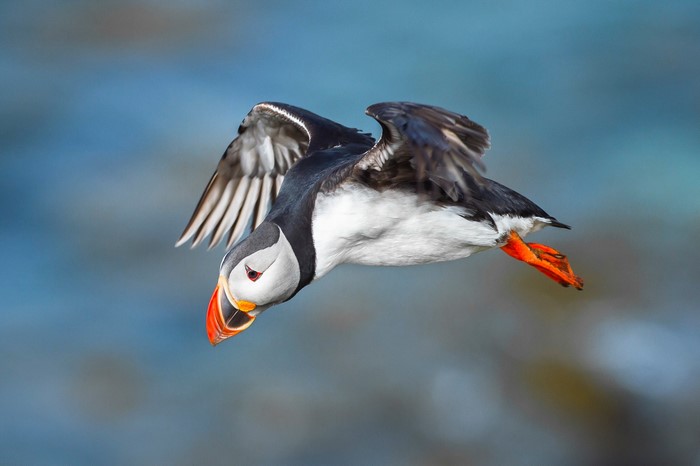 Atlantic Puffin in flight over blue water