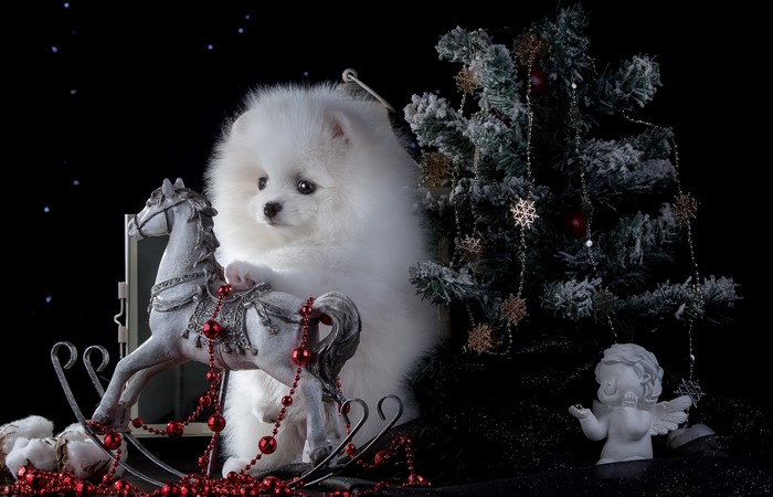 White Pomeranian puppy with Christmas tree and rocking horse