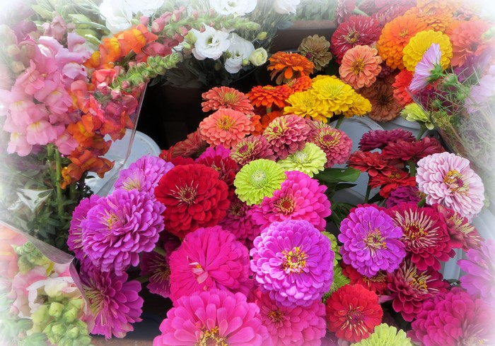 A vibrant bouquet of Zinnias in various colors