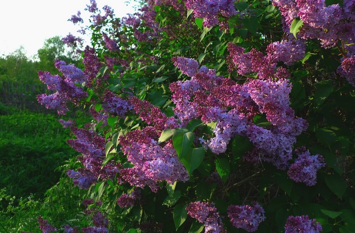 Purple Lilac Bush in Bloom
