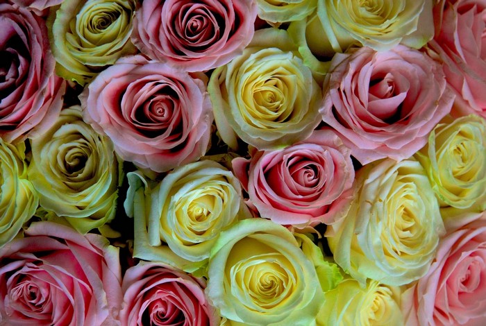 A bouquet of pink and yellow roses