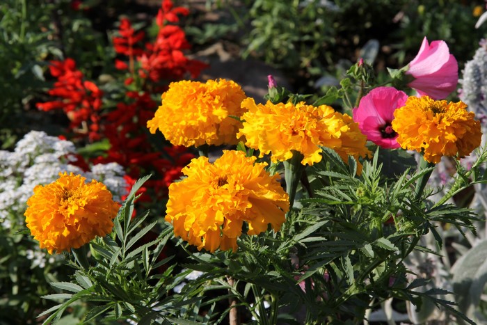 Marigolds and other flowers in a garden