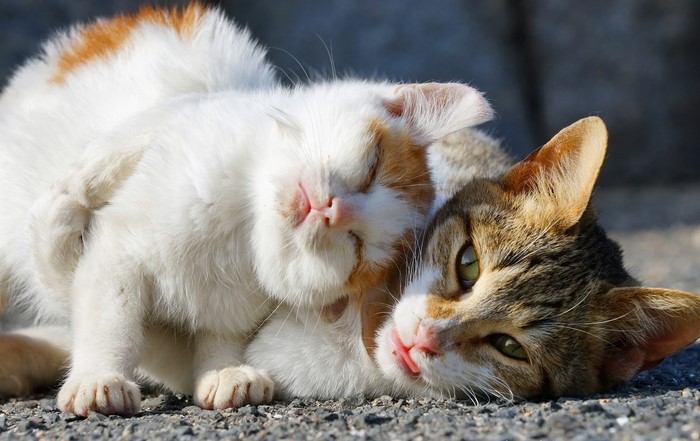 Two cats cuddling on the ground
