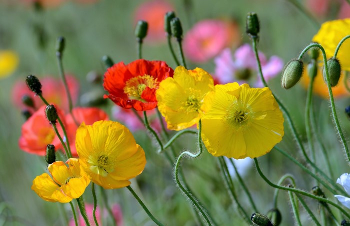 Field of colorful poppies in bloom