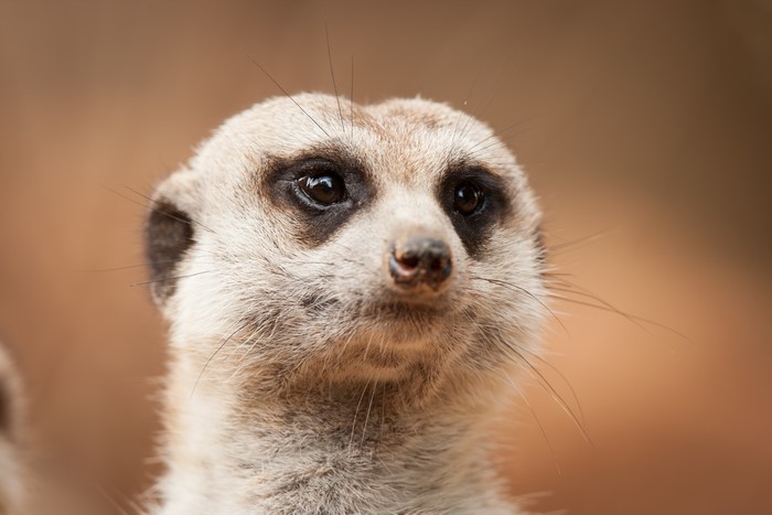 Meerkat looking to the side