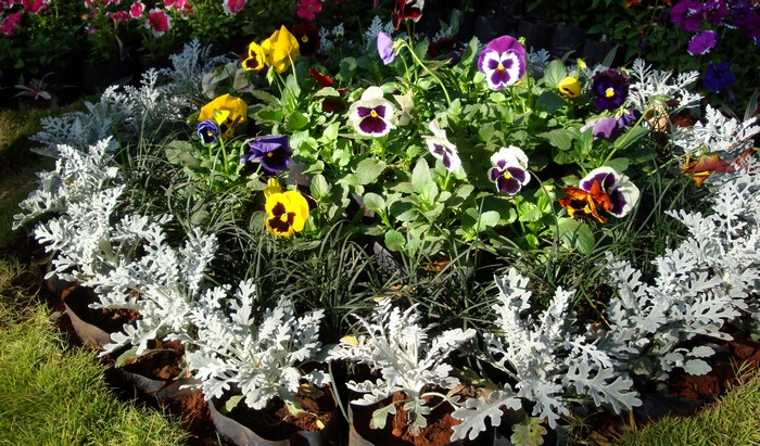 Pansies in a garden bed