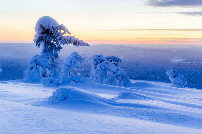 Snow-covered trees in Lapland, Finland during winter sunset