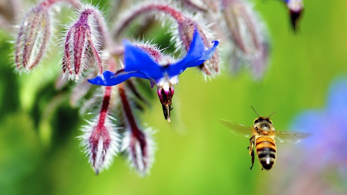 Bee flying towards a blue flower