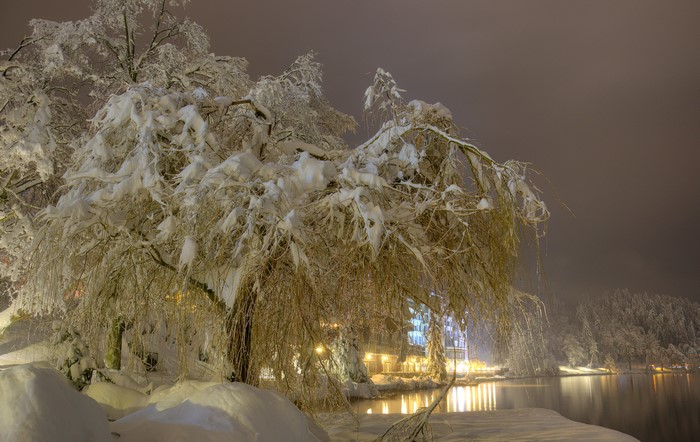 Winter night scene with snow-covered trees by a lake in Bled, Slovenia