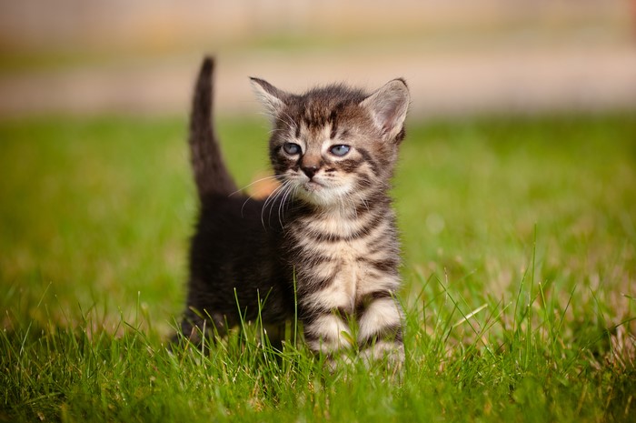 Tabby Kitten Standing in Grass
