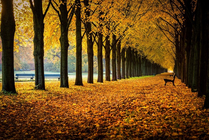 Autumn avenue with trees and fallen leaves in Herrenhausen Gardens