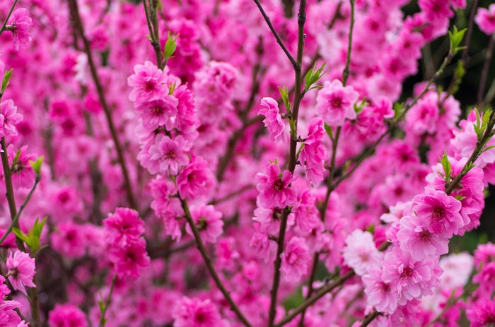 Pink Cherry Blossoms on Branches