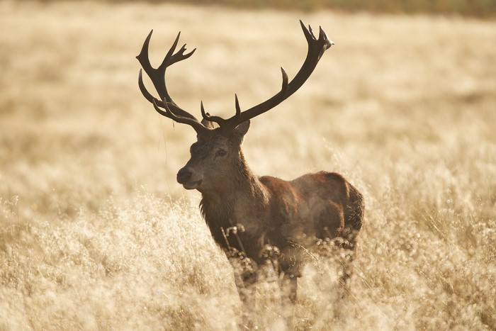 A majestic stag with large antlers stands in a field of dry grass.