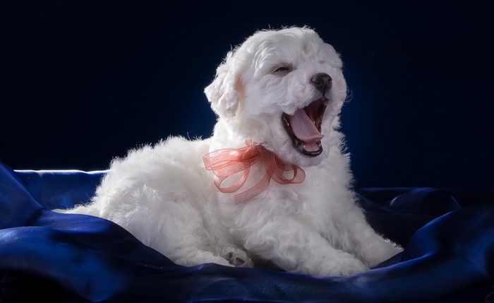 White Bichon Frise puppy yawning with a pink bow